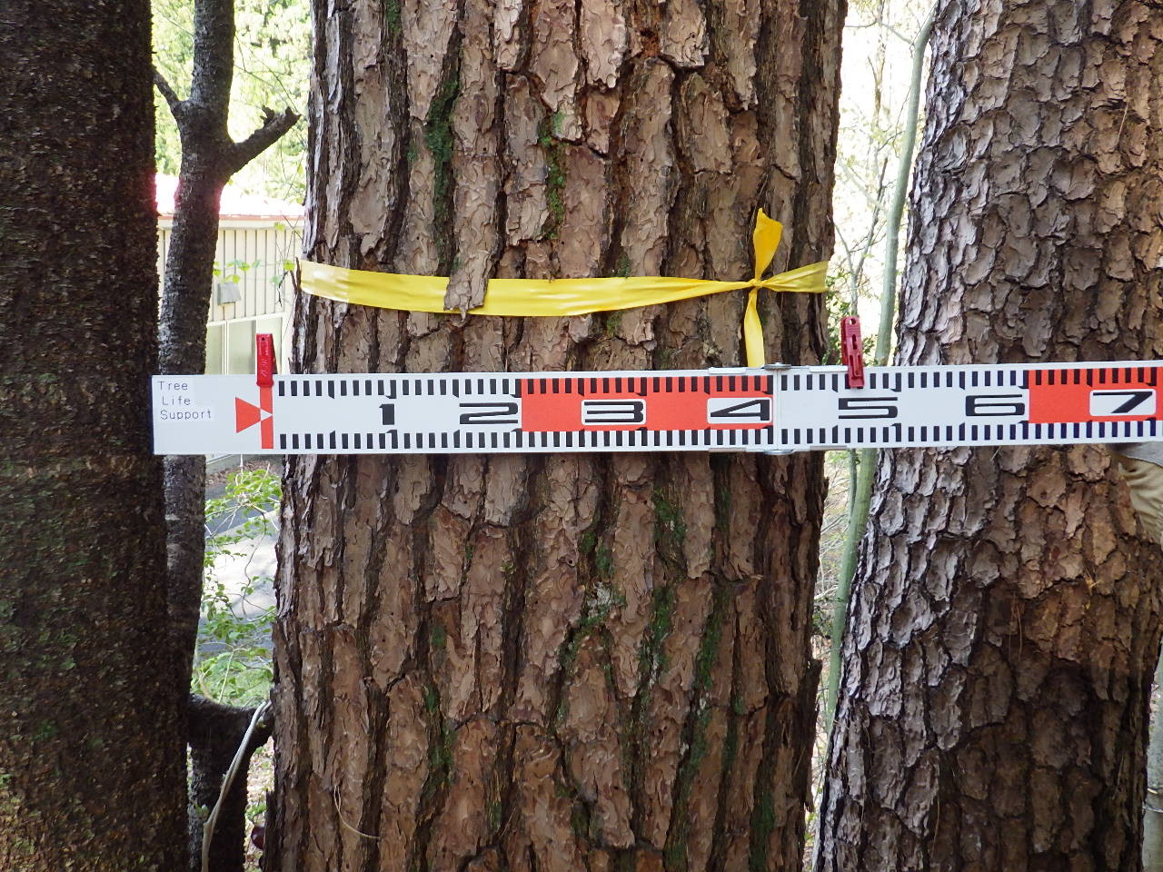 大きな赤松の枯損木の伐採整理 | 長野にて森林や庭木に関する情報を 